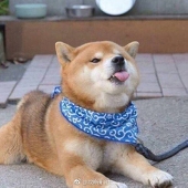 死蠢的一卓