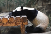 pandaaa