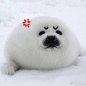 黃金海豹王