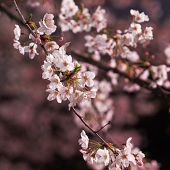 悠