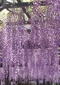 花見月庵