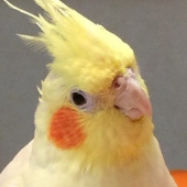 セロリ
