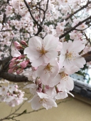 桜花