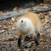 あら鷹