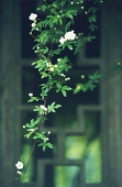 yehuozhuoxin