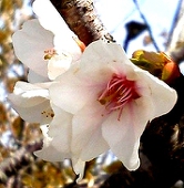 桜N