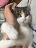 草世木