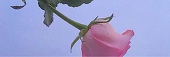 貼ル