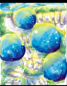 阿硕