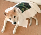 かこつー