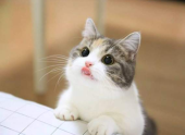 DinnerCat