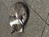 ねこ