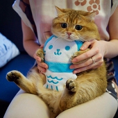 JJUCAT