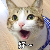 是大熊啊