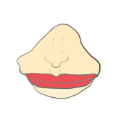 雞鴨肉Chark