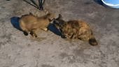 あさぎ