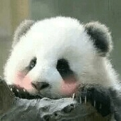 孔屁股