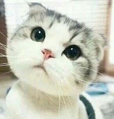 Panda☆
