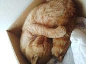 まゆねこ