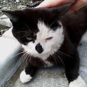 Kleine Katze