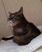 井戸