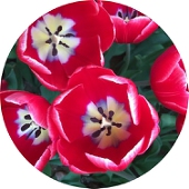 花冷