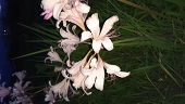 水華