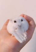 しお