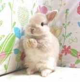 ピュレグミ♪