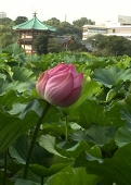 紗蘭