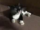 钟小look