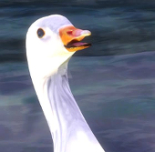 HS_Lewdduck