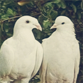 之莗