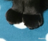 黒猫千歳