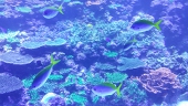イチサキリタ