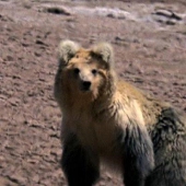 Tibetan Bear