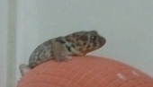 死魚仔