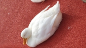 かわ