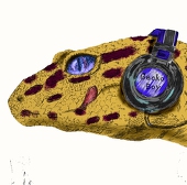 斑蜥蜴擬《マダラトカゲモドキ》
