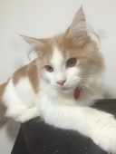 ひむり