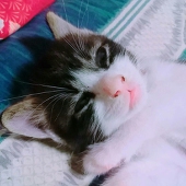 ジンバブエひろみ