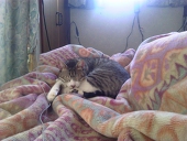 高松平ねこと