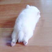 gio