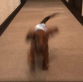メロントマリ