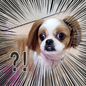 durowoomi
