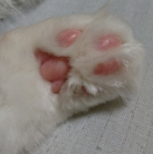 はやみ