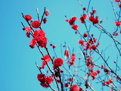 椿-camelliaverm