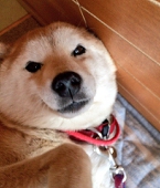 まつ