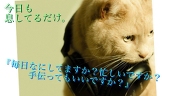 ねこ