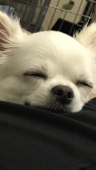 しろたま